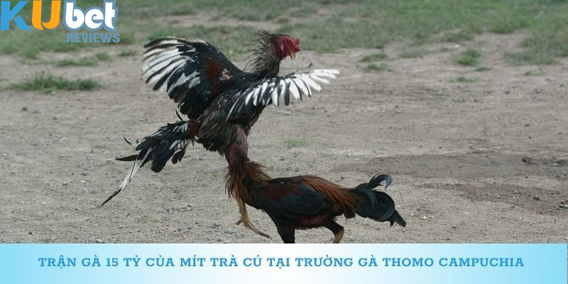 Thông tin cơ bản về trận đá gà 15 tỷ của mít trà cú